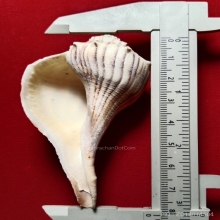 จัดโปรราคาพิเศษ...มหาสังข์มงคลลายเสือขนาดประกอบพิธีกรรม