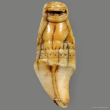 เสือหลวงพ่อสาย วัดบางเหี้ย