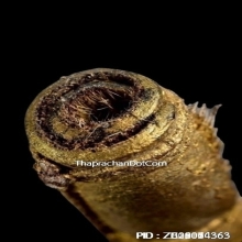 ตะกรุดหนังหน้าผากเสือ หลวงพ่อจง วัดหน้าต่างนอก