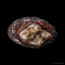 เขี้ยวหมูป่าตันผอกผงถักลวด ของทนสิทธิ์เก่ากึก 