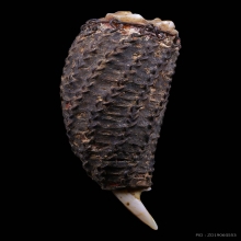 เขี้ยวหมูป่าตันผอกผงถักลวด ของทนสิทธิ์เก่ากึก 