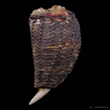 เขี้ยวหมูป่าตันผอกผงถักลวด ของทนสิทธิ์เก่ากึก 