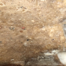 พระหลวงปู่อ้น วัดบางจาก