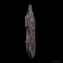 เหรียญหลวงพ่อทอง วัดดอนสะท้อน รุ่นแรก ปี๒๔๘๖