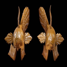 ปลากัดสารพัดนึกบูชาหลวงปู่น่วม