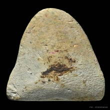 พระเนื้อผงหลวงปู่เทียม ออกวัดประสาทฯ