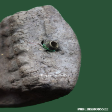 พระหลวงปู่ทวด วัดทรายขาว ปี 52 รุ่น บารมีอาจารย์นอง