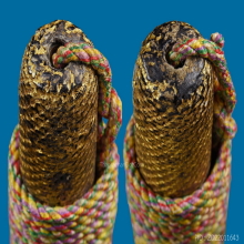 ๙ “ทูลเกล้าท๊อปสุด+สวยแชมป์” ตะกรุดหน้าผากเสือหลวงพ่อนอ ๙