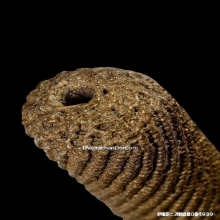 ตะกรุดหน้าผากเสือหลวงพ่อนอ วัดกลางท่าเรือ จ.อยุธยา