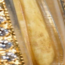 “ดอกจำปีแจกแม่ครัว”หลวงพ่อสด ปากน้ำ