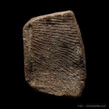 +บัตรสมาคม หลวงปู่ทวดนวล วัดตุยงค์ เนื้อว่าน