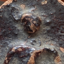 กรุกระชายแผงใหญ่ตัด