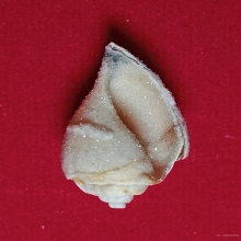 มหาสังข์ติดแก้วผลึก