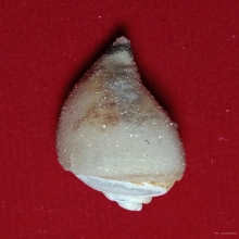 มหาสังข์ติดแก้วผลึก