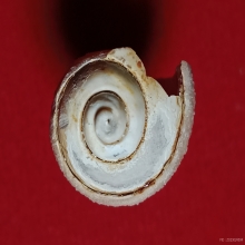 มหาสังข์ติดแก้วผลึก