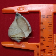 มหาสังข์ติดแก้วผลึก