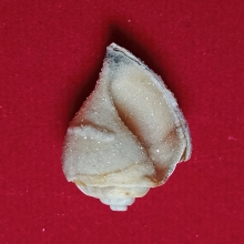 มหาสังข์ติดแก้วผลึก