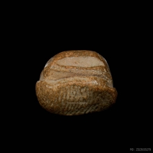 พระนางพญาวังมะสระ เนื้อดิน กรุวัดวังมะสระ จ.พิษณุโลก