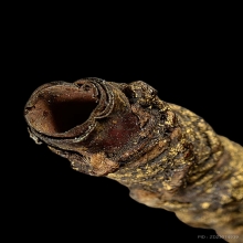 ตะกรุดหลวงพ่อกลั่น วัดพระญาติ จ.อยุธยา