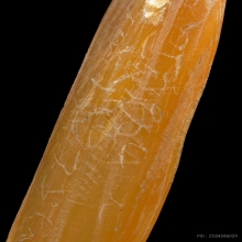 “พระขรรค์สาริกาตัวจริง”หลวงพ่อโศก ปากคลองบางขรก