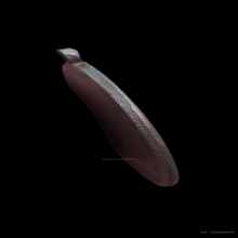 เหรียญรุ่นแรกหลวงปู่โต๊ะ ปี 2510 เนื้อทองแดงรมดำ ไม่ตอกโค๊ต