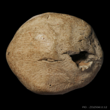 เม็ดกระดุม กรุขาศรีวิชัย จ.สุราษฏร์ธานี พิมพ์ชะลูด