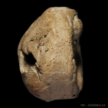 เม็ดกระดุม กรุขาศรีวิชัย จ.สุราษฏร์ธานี พิมพ์ชะลูด