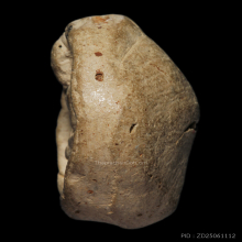 เม็ดกระดุม กรุขาศรีวิชัย จ.สุราษฏร์ธานี พิมพ์ชะลูด