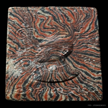 พระสมเด็จฐานสิงห์ปี2515 หลวงพ่อแพ วัดพิกุลทอง สิงห์บุรี