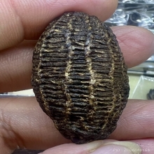 หมากทุยถักเชือกลงรัก แห้งเก่ามาก ลูกใหญ่ สภาพดี