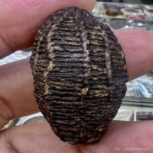 หมากทุยถักเชือกลงรัก แห้งเก่ามาก ลูกใหญ่ สภาพดี