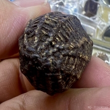 หมากทุยถักเชือกลงรัก แห้งเก่ามาก ลูกใหญ่ สภาพดี