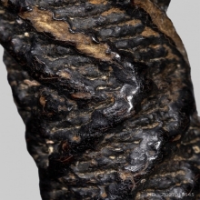 ตะกรุด  หลวงพ่อคง วัดบางกระพ้อม 