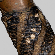 ตะกรุด  หลวงพ่อคง วัดบางกระพ้อม 