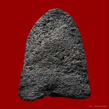 พระเนื้อว่านรุ่นแรก หลวงปู่ทวด ปี 2497 พิมพ์กลาง ชะลูด