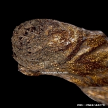 ตะกรุดหนังหน้าผากเสือ หลวงพ่อจง วัดหน้าต่างนอก