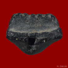 หลวงพ่อทวดพิมพ์ใหญ่เล็บเหยี่ยว วัดประสาทบุญญาวาส ปี06 หายาก