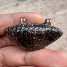 เบี้ยแก้หลวงปู่เพิ่มวัดกลางบางแก้ว