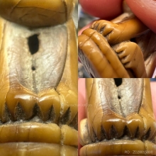 เสือหลวงพ่อปาน วัดมงคลโคธาวาส (ตัวใหญ่สมบูรณ์)