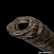 ตะกรุดหลวงพ่อปาน วัดคลองด่าน จ.สมุทรปราการ ยุคต้น