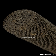 ตะกรุดไม้ครูหลวงพ่อทา วัดพะเนียงแตก