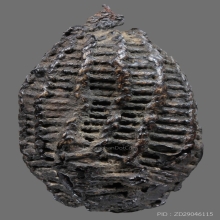 เบี้ยแก้หลวงปู่รอด วัดนายโรง