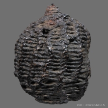 เบี้ยแก้หลวงปู่รอด วัดนายโรง