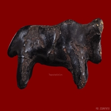 วัวธนูหลวงพ่อน้อย วัดศรีษะทอง จ.นครปฐม   