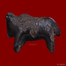 วัวธนูหลวงพ่อน้อย วัดศรีษะทอง จ.นครปฐม   