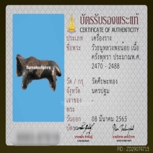 วัวธนูหลวงพ่อน้อย วัดศรีษะทอง จ.นครปฐม   