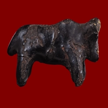 วัวธนูหลวงพ่อน้อย วัดศรีษะทอง จ.นครปฐม   