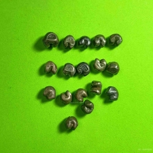 เงินพดด้วงสมัยอยุธยา 17 เม็ดละ 300 บาท 5,100 บาท