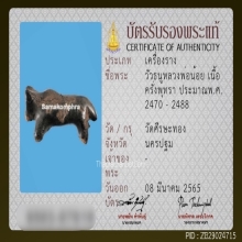 วัวธนูหลวงพ่อน้อย วัดศรีษะทอง จ.นครปฐม
