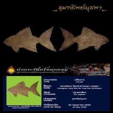 ปลาตะเพียน เรียกทรัพย์ หลวงพ่อจง วัดหน้าต่างนอก